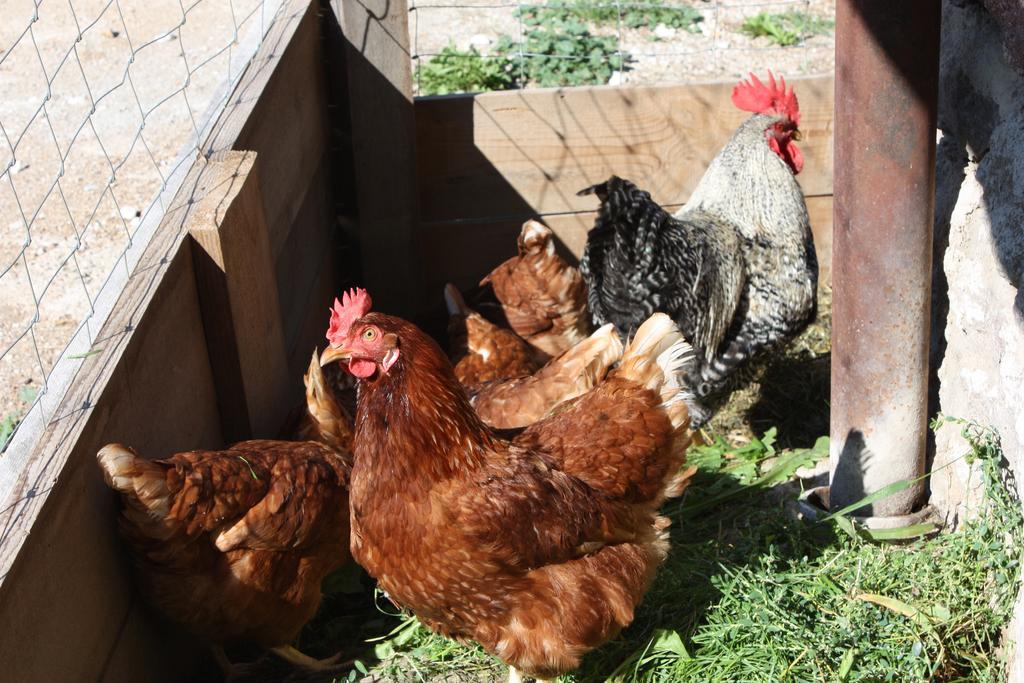 Ferienbauernhof Masunerhof Fiè Zewnętrze zdjęcie