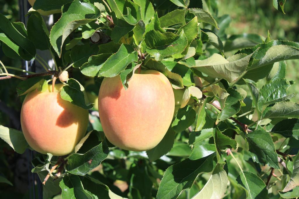 Ferienbauernhof Masunerhof Fiè Pokój zdjęcie
